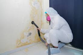 Best Water Damage & Mold Remediation  in Dewitt, MI